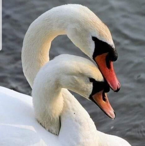 swingerter